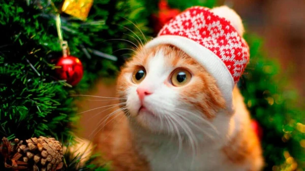 The Cat Became NASA's Assistant in Streaming Video from the Depths of Space (Video)