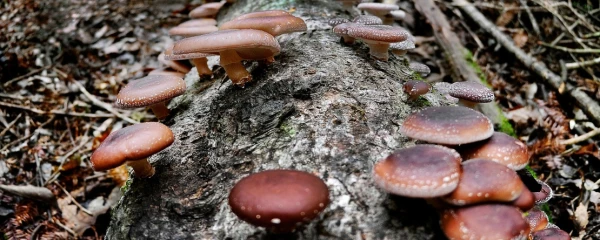 Именно здесь был впервые опробован новый метод выращивания грибов сянгу.