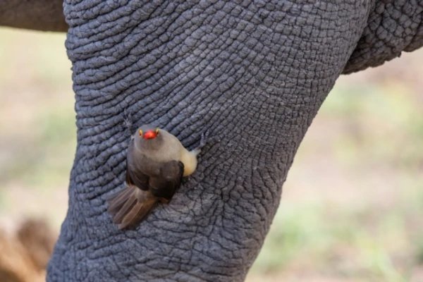 Why do small birds constantly ride on rhinoceroses? It turns out, it's not that simple