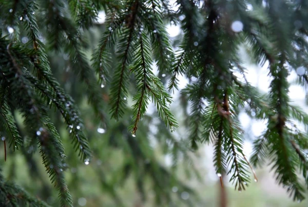 Why Does the Spruce Keep Its Green Color Year-Round?