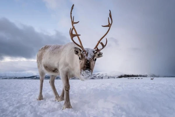 Scientists Uncover the Mystery of Reindeer Activity: An Unexpected and Fascinating Discovery!