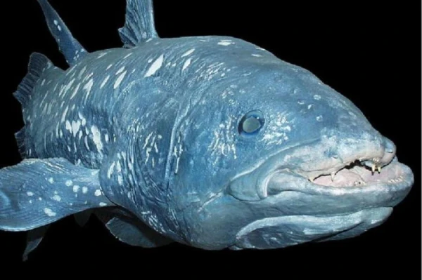 What is the oldest fish?