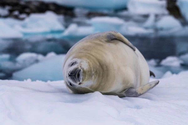 Why Do Seals Slap Their Bellies?