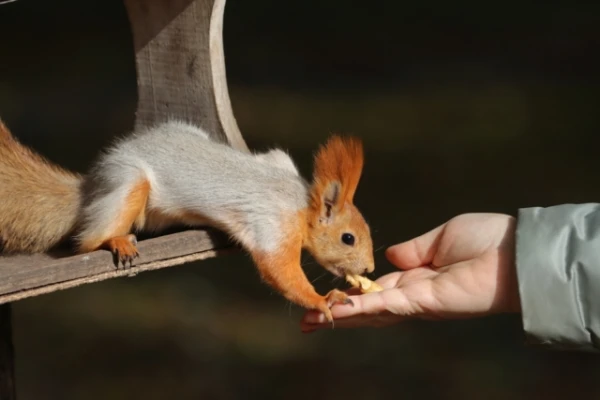 Urban Squirrels Reproduce Faster Thanks to Humans