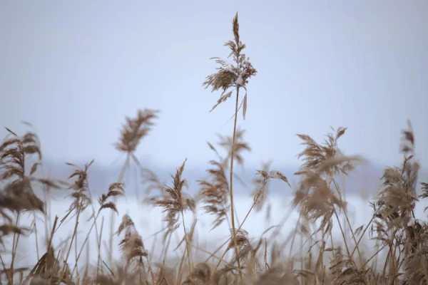 The Day of Eustratius: Traditions and Prohibitions on December 26