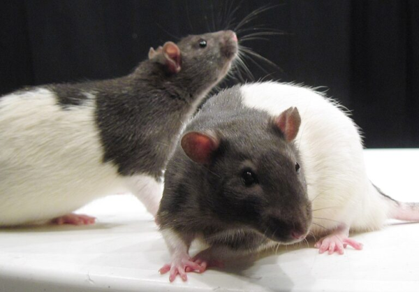 Laboratory Rats in the USA Uncover Secrets of the Human Gut | BB.LV