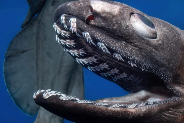 Плащеносная акула, известная с мелового периода.