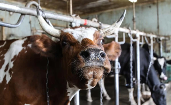 In Europe, Cases of Livestock Deaths After Vaccination Are Being Investigated