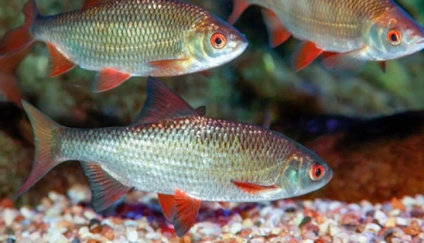 Winter Conditions: How Fish Survive and Why They Don’t Freeze Under Ice