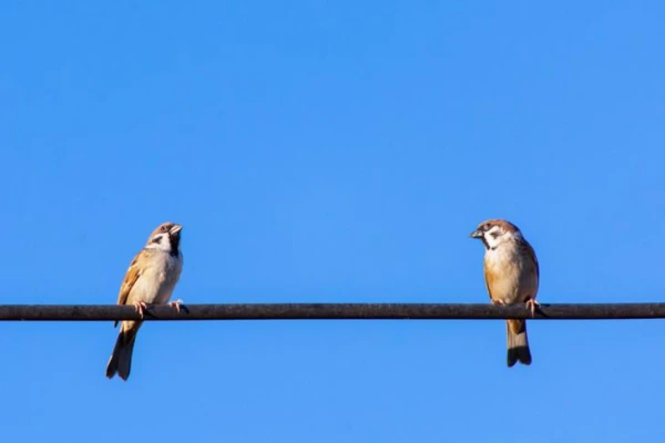 Why does a bird sitting on a wire not get electrocuted?