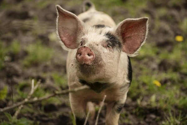 People Will Start Receiving Kidneys from One Animal