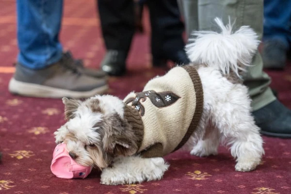 Why Dogs Love to Chew: A Study