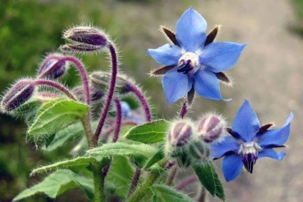 Borage: How to Brew Tea from Borage