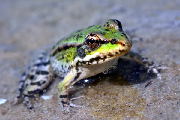Powerful Weapon Against Cancer Found in Frog's Gut