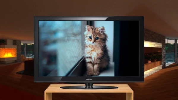 Can Pets Watch Television? Do They Understand What Is Happening?