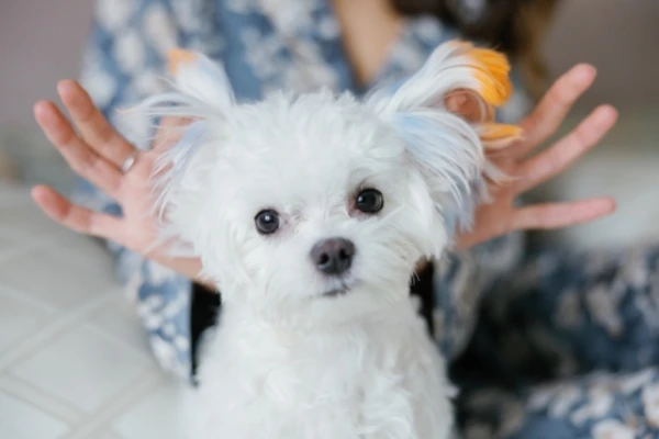 Why Even Experienced Owners Misinterpret Dog Behavior