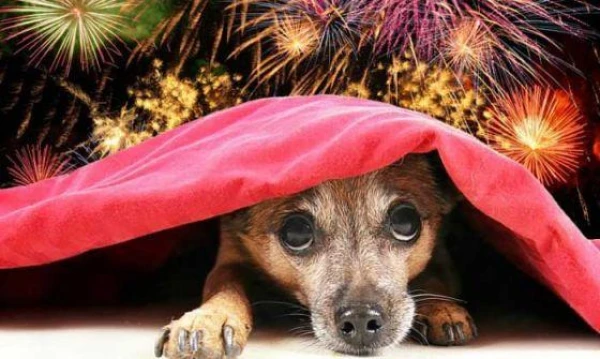 Dog Handlers Warn About New Year’s Dangers for Dogs