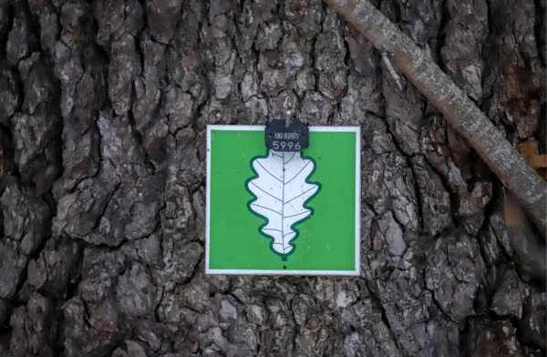 Fallen hurricane-protected trees cannot be removed without permission