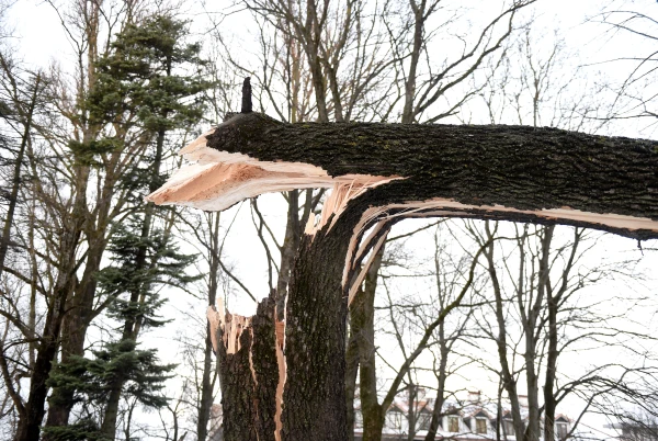 Most calls due to strong winds came from Riga and the surrounding area