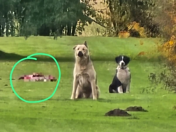 Criminal prosecution proposed for four individuals for the killing of three dogs