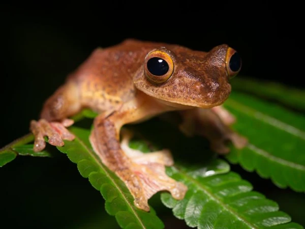 A Frog Will Cook Itself Without Trying to Escape: Myth or Reality?