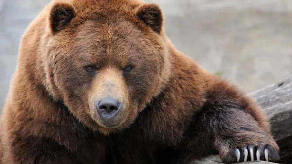 Bears Do Not Form Blood Clots During Hibernation — New Study