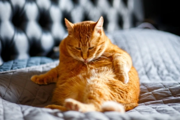 Why do cats groom themselves after bathing?