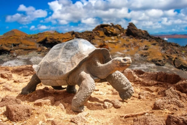 Can a turtle completely hide its head in its shell?