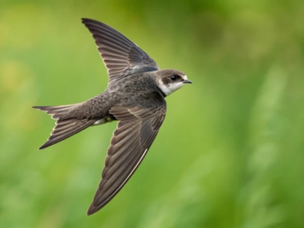 How long can a bird stay in the sky? Let's ask the swift!