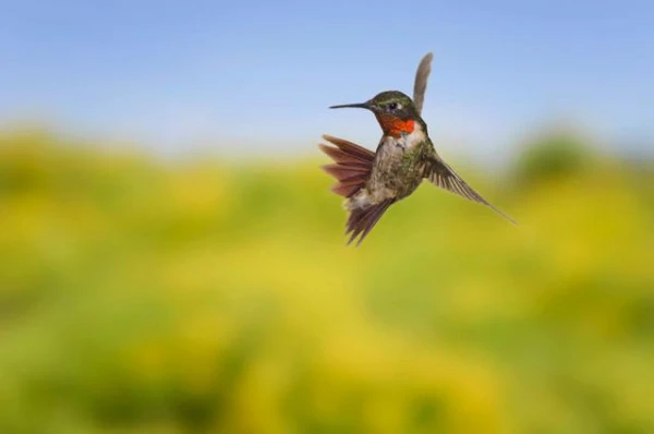 Hummingbirds and Their Alcohol Preferences - A Study