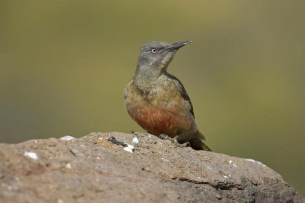 Are there woodpeckers outside of forested areas?