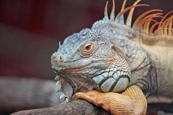 How to Care for an Iguana: Taming the Dragon in the New Year