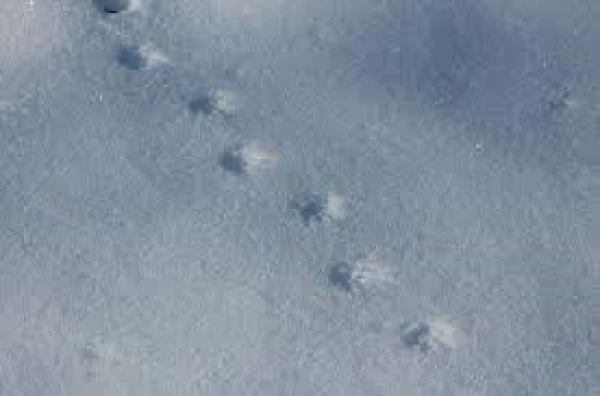 In Estonia, the Animal of the Year 2026 has been chosen