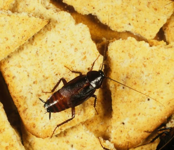 No Problem: How Long a Cockroach Can Survive Without Its Head and What Contributes to This