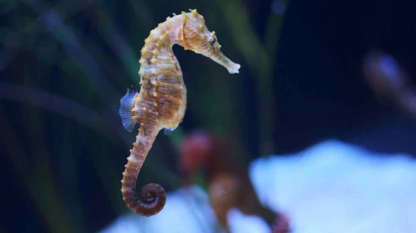 Why Does a Seahorse Swim in a Vertical Position?