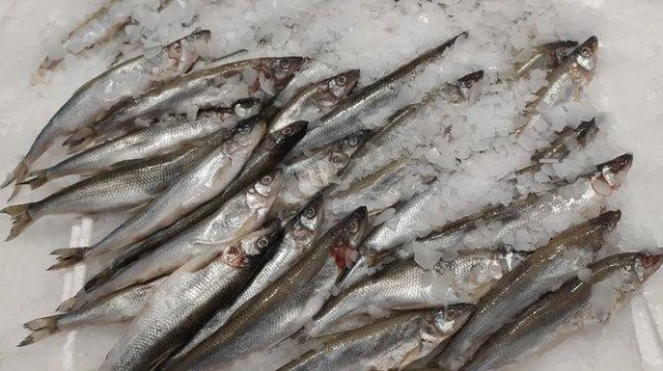 How to Properly Store Fish to Avoid Unpleasant Odors in the Refrigerator