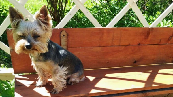 Why Small Dogs Often Show More Aggression Than Large Ones