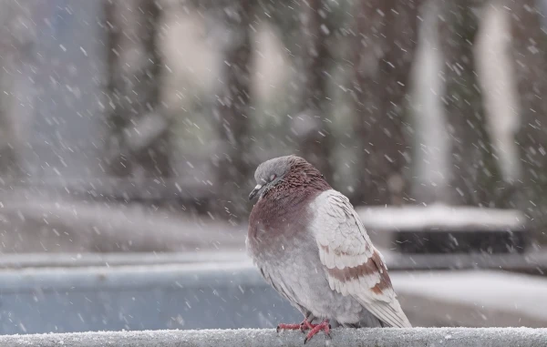 Forecasters have reported on the weather in Latvia on Sunday