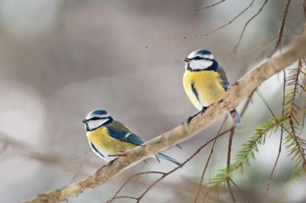 Why Winter Bird Feeding Contributes to Improved Harvests?