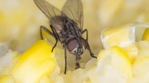 Where Do Mosquitoes and Flies Hibernate?