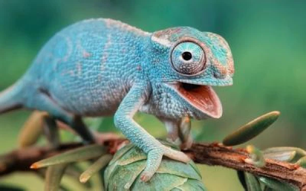 What color is a chameleon when it is not camouflaging?