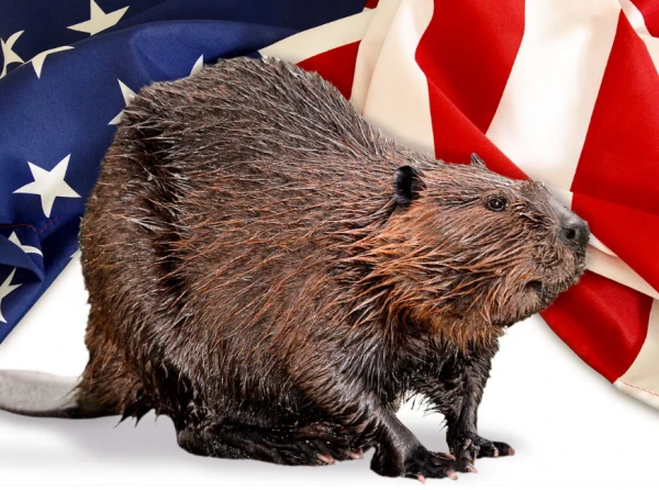10,000,000 beavers in the U.S. are doing important, constructive work, biologists have found