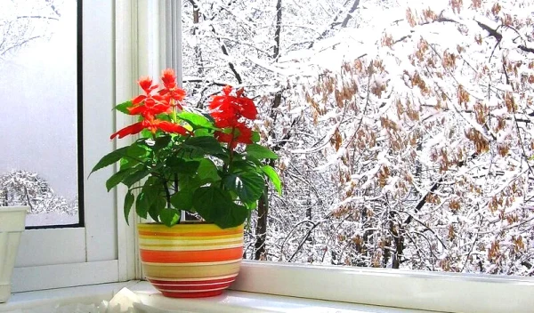 Winter Care: 5 Manipulations That Indoor Plants Need in the Cold Season