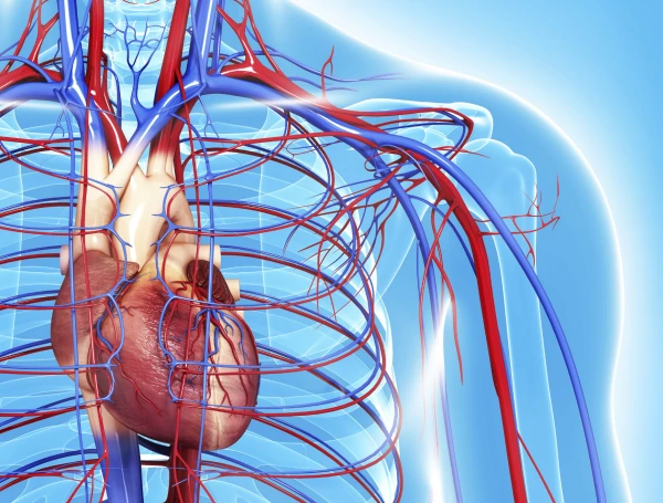 Heart and Vessels: Myths That Can Cost Health and Life