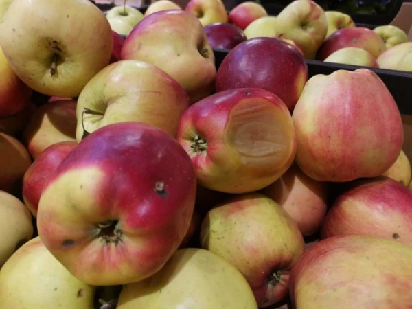 Do wormy fruits really ripen faster?