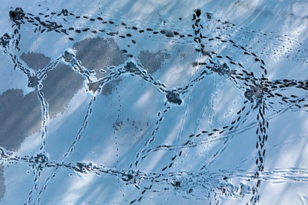 Two desperate ice fishing enthusiasts decided to check the thickness of the ice near Aluksne; one could not be saved