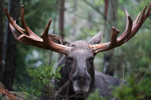 Why do moose shed their antlers?