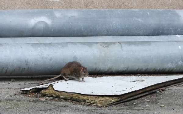 You Are to Blame: The Riga City Council Responds to the Influx of Rats