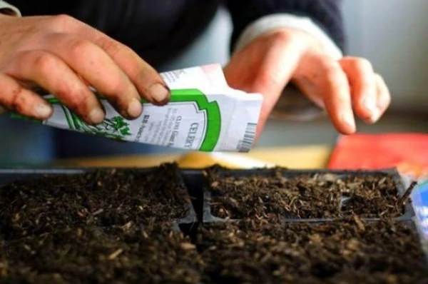 How to Check Seed Germination?