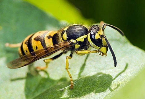 Is Wasp Venom Really Capable of Curing Cancer?